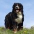 Ideal Diet for Collies – The Ultimate Collie Feeding Guide