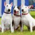 Ideal Diet for American Staffordshire Terriers – The Ultimate American Staffordshire Terrier Feeding Guide