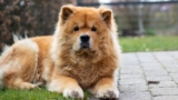 Ideal Diet for Chow Chows – The Ultimate Chow Chow Feeding Guide