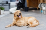 Ideal Diet for Golden Retrievers – The Ultimate Golden Retriever Feeding Guide