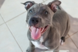 Ideal Diet for Pit Bulls – The Ultimate Pit Bull Feeding Guide