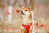 Ideal Diet for Shiba Inus – The Ultimate Shiba Inu Feeding Guide