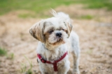 Ideal Diet for Shih Tzu – The Ultimate Shih Tzu Feeding Guide