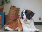 Ideal Diet for St. Bernards – The Ultimate St. Bernard Feeding Guide