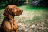 Ideal Diet for Vizslas – The Ultimate Vizslas Feeding Guide