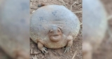 Internet Can’t Get Enough of This Cute, Round Little Frog