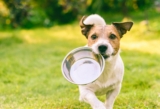 Is Freeze-Dried Dog Food Right For Your Dog? Get All The Facts!