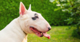 Is Your Bull Terrier a Picky Eater? Try This Simple Hack.