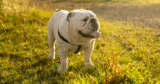 Is Your Bulldog a Picky Eater? Try This Simple Hack.