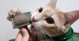 Is Your Cat Eating Fur? Here’s What It Really Means