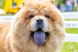 Is Your Chow Chow a Picky Eater? Try This Simple Hack.