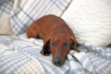 Is Your Dachshund a Picky Eater? Try This Simple Hack.