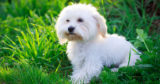 Is Your Maltese a Picky Eater? Try This Simple Hack.