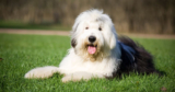 Is Your Old English Sheepdog a Picky Eater? Try This Simple Hack.