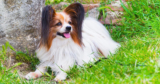 Is Your Papillon a Picky Eater? Try This Simple Hack.