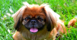 Is Your Pekingese a Picky Eater? Try This Simple Hack.