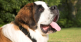 Is Your St. Bernard a Picky Eater? Try This Simple Hack.