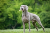 Is Your Weimaraner a Picky Eater? Try This Simple Hack.