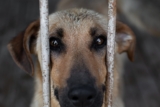Italy Says Enough: Animal Cruelty Now Punishable by Prison!