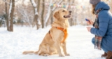 January Is Train Your Dog Month, Grab These Helpful Tools!