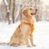 15 Wet Winter Weather Dog Products That Make Your Life Easier