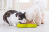 Joint health nutrition for dogs and cats