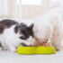 The 13 Best Dog Food Toppers for Border Collies