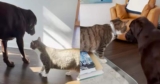 Karen, The Grumpiest Of Cats, Forms The Most Unexpected Friendship With A Dog