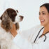 Merits of Canine DNA Testing: A Guide for Dog Parents
