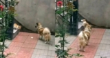 Kind Dog Shares His Meat Bun with a Hungry Stray Cat
