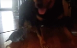 Kitten’s Adorable Strategy to Befriend Giant Rottweiler Melts Hearts