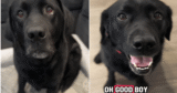 Labrador Can’t Contain His Joy When He Learns He’s Visiting His Grandparents