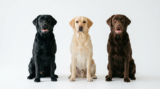 Labrador Retriever Colors 2026: The Complete Guide to Every Shade
