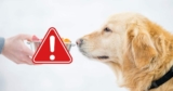 Latest Dog Food Recalls And Tips For Feeding Your Pup Safely