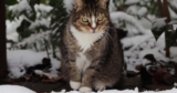 Learn How to Protect Stray Cats in Cold Weather