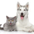 Temperament, Health & Exercise – Petsworld