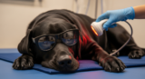 Light Therapy for Dogs: How Photobiomodulation Can Help Your Furry Friend