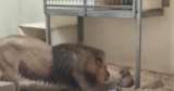 Lion Dad Meets His Baby Son for the First Time, and His Reaction Is Unforgettable