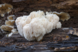 Lion’s Mane mushroom for brain health in dogs and cats