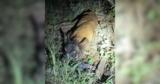 Loyal Dog Waits in Texas Ditch With Paralyzed Friend Until Rescuers Arrive