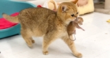 Mama Cat Carries Newborn to the Purrfect Bed, and Papa Cat Approves