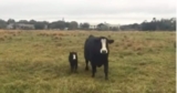 Mama Cow Touches Hearts as She Proudly Shows Off Her New Baby to Her Owner