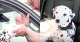 Man Makes Special Trip To Adopt A Dalmatian Terrified Of Men