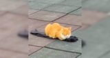 Man Tries to Work Out at the Park Until a Stray Cat Has Other Plans