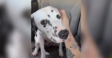 Man Turns A Childhood Wish Into Reality By Bringing Home A Dalmatian