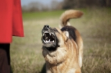 Managing Aggression in Dogs? Try Ashwagandha for Stress and Anxiety Relief