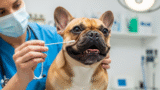 Merits of Canine DNA Testing: A Guide for Dog Parents