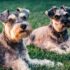 Dog Breeds That Start With S (2026): 25 Breeds Worth Knowing
