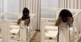 Mom Tries For Adorable GSD Puppy Photo, Gets Surprise Jailbreak Instead