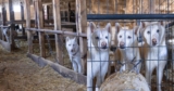 Nearly 60 Huskies And Puppies Rescued From Horrific Conditions In Vermont